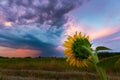 Sunflower plants in rural field, profiled on sunset sky with warm colours Royalty Free Stock Photo