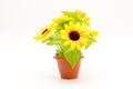 Sunflower Royalty Free Stock Photo