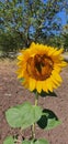 Sunflower polen nature