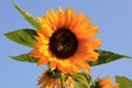 sunflower pollinating Royalty Free Stock Photo
