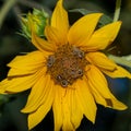 Sunflower pollination by bees in the field Royalty Free Stock Photo