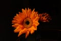 Sunflower portrait on black background Royalty Free Stock Photo