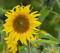 Sunflower portrait in wind