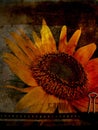 Sunflower Postcard 1 Royalty Free Stock Photo