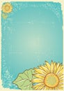 Sunflower postcard Royalty Free Stock Photo