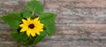 Sunflower pot closeup wooden table background top view