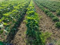 Sunflower and potatoes grown in the ground - agriculture concept