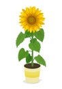 Sunflower in potted plants