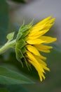 Sunflower Profile Royalty Free Stock Photo