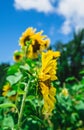 Sunflower Profile Royalty Free Stock Photo