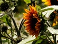 Sunflower Profile Royalty Free Stock Photo