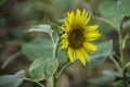 Sunflower in Profile - Speak Out Royalty Free Stock Photo