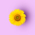 Sunflower on purple background