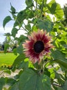 Sunflower purple petals