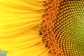 Sunflower Royalty Free Stock Photo