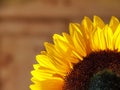 Sunflower quarter Royalty Free Stock Photo