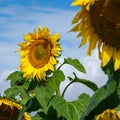 Sunflower in Queensland, Australia Royalty Free Stock Photo