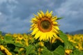 Sunflower in Queensland, Australia Royalty Free Stock Photo