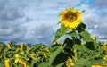 Sunflower in Queensland, Australia Royalty Free Stock Photo