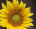 Sunflower after rain Royalty Free Stock Photo