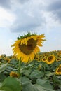 Sunflower before rain Royalty Free Stock Photo