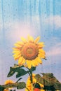Sunflower in the rain. Royalty Free Stock Photo