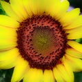 Sunflower after a rain with water droplets on its petals Royalty Free Stock Photo