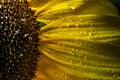 Sunflower after rain Royalty Free Stock Photo