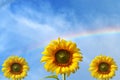 Sunflower with rainbow blurred Ideas for using backdrop Royalty Free Stock Photo