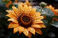 sunflower with raindrops on the petals Royalty Free Stock Photo