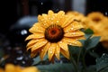 sunflower with raindrops on the petals Royalty Free Stock Photo