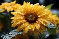 sunflower with raindrops on the petals Royalty Free Stock Photo