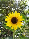 Sunflower ray of sun Royalty Free Stock Photo