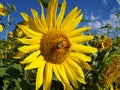 Sunflower Rays Royalty Free Stock Photo