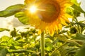 Sunflower and rays of sun. Royalty Free Stock Photo