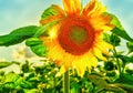 Sunflower and rays of sun. Royalty Free Stock Photo