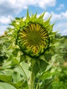 Sunflower Ready to Bloom Helianthus Annuus Royalty Free Stock Photo