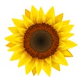 Sunflower realistic icon vector isolated. Yellow sunflower blossom nature flower illustration for summer