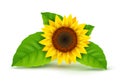 Sunflower realistic icon vector isolated. Yellow sunflower blossom nature flower illustration for summer