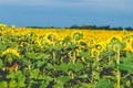 sunflower rear view, sunflowers close under rainy clouds, sunflower field landscape, field of sunflowers in the evening Royalty Free Stock Photo