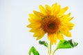 Sunflower red yellow green white background with space white