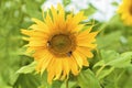 sunflower with ripe seeds with bee, bumblebee on flower in field Royalty Free Stock Photo