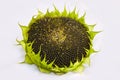 Sunflower with ripe seeds isolated on white background. Royalty Free Stock Photo