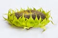 Sunflower with ripe seeds isolated on white background. Royalty Free Stock Photo