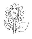 Sunflower ripe vegetable. Edible vegetable fruit. Hand drawing outline. Sketch isolated on a white background. Vector