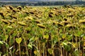Sunflower ripening. Field with sunflowers.