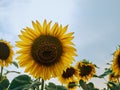 A sunflower is ripening in the field, yellow petals against the sky, a sunflower bud close-up