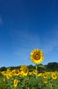 Sunflower rising above a field of sunflowers under a blue sky