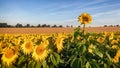 Sunflower rising above the rest