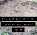 Sunflower Rising from Mud
